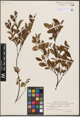 Foto von Salix herbacea L. x Salix phylicifolia L. x Salix polaris Wahlenb.